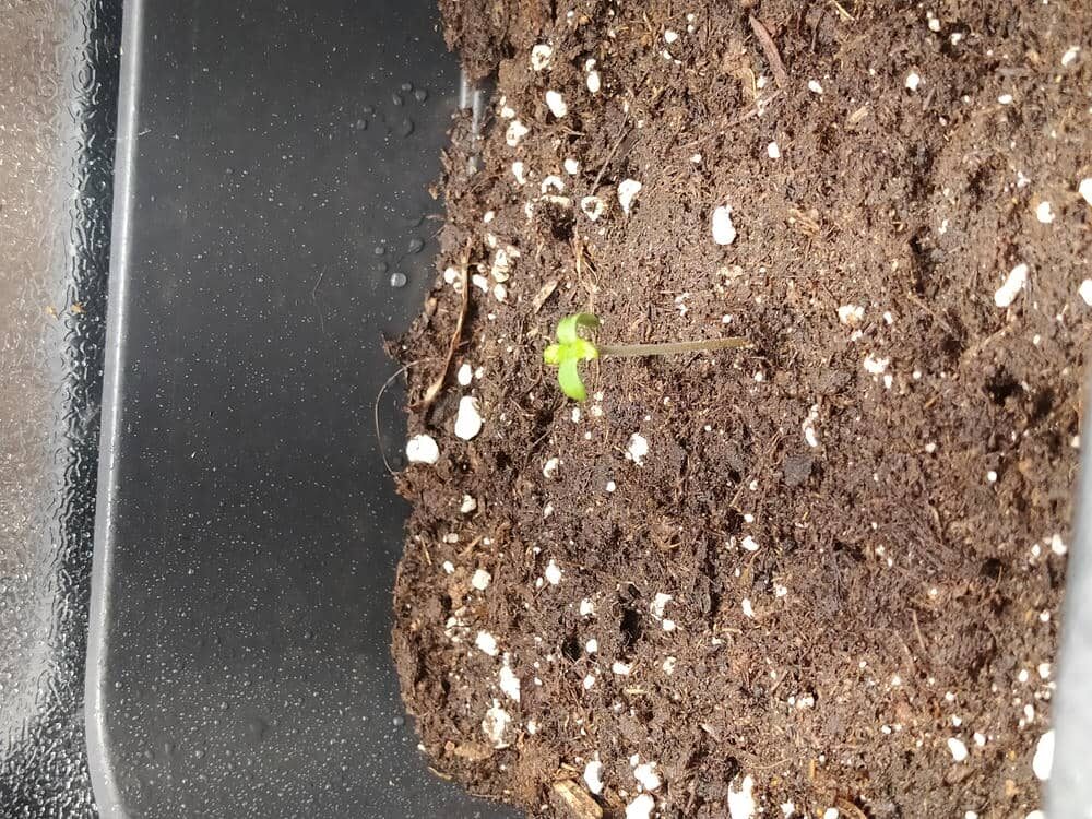 bbs-grow-diaries/week-343505-diary-343457-user-3-6751a998e3448