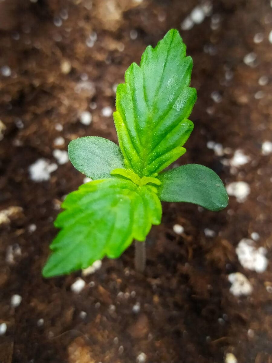 bbs-grow-diaries/week-343505-diary-343457-user-3-6751a99b39a63