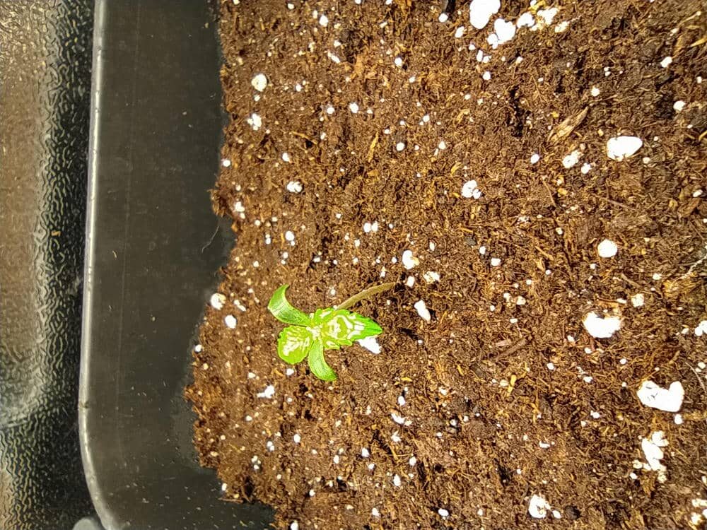 bbs-grow-diaries/week-343505-diary-343457-user-3-6751a99c62728