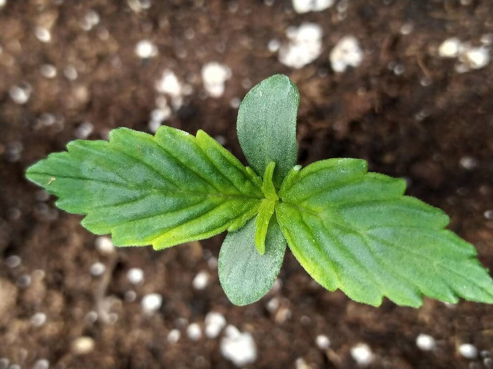 bbs-grow-diaries/week-343505-diary-343457-user-3-6751a99d9bf30