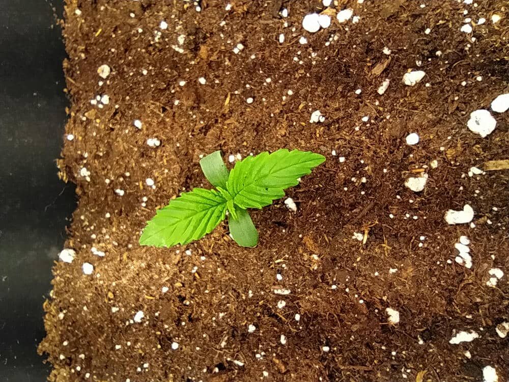 bbs-grow-diaries/week-343505-diary-343457-user-3-6751a99e9bcec