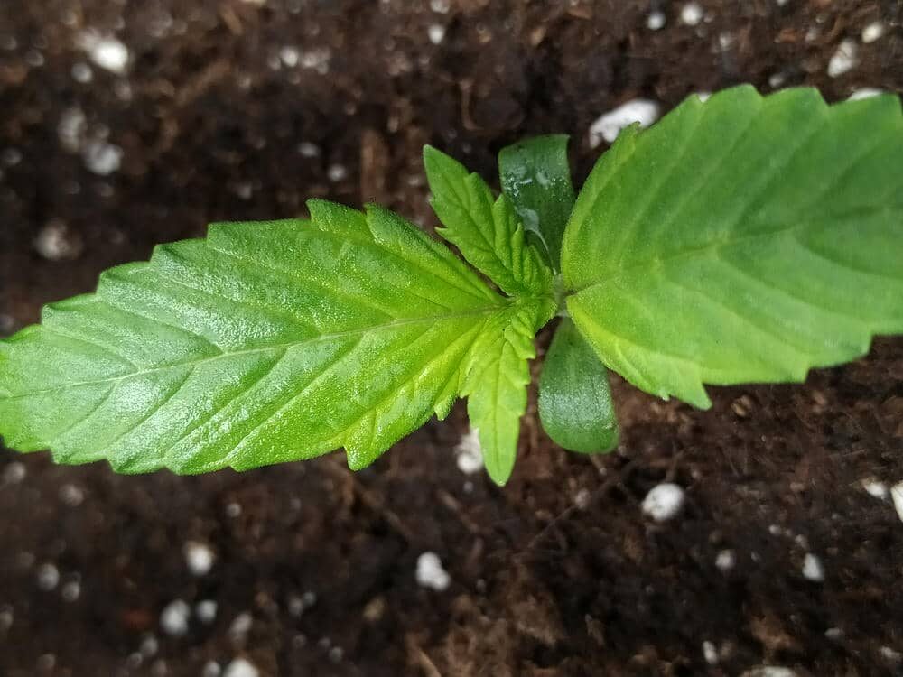 bbs-grow-diaries/week-343505-diary-343457-user-3-6751a99fc680c