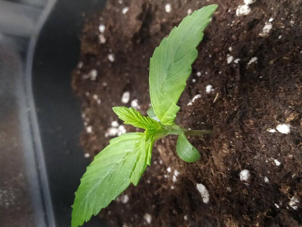 bbs-grow-diaries/week-343505-diary-343457-user-3-6751a9a0bfa65