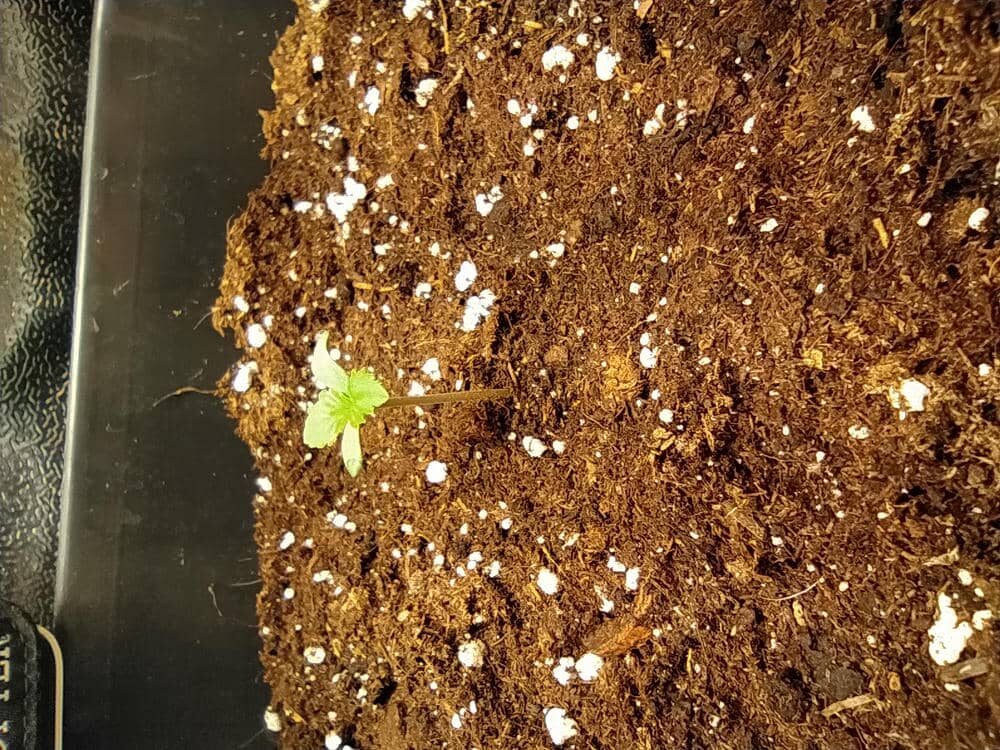 bbs-grow-diaries/week-343505-diary-343457-user-3-6751a9a1b7fd2