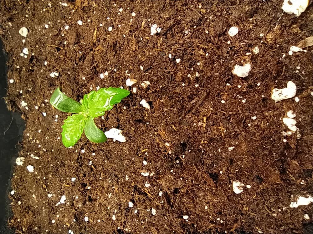 bbs-grow-diaries/week-343505-diary-343457-user-3-6751a9a2e8755