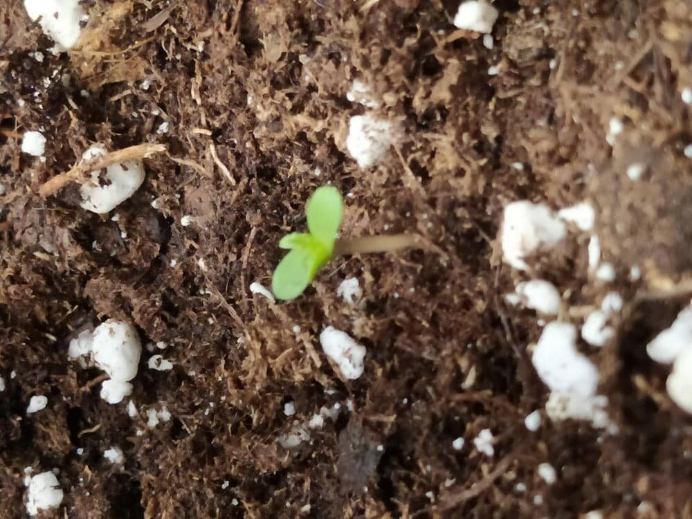 bbs-grow-diaries/week-343505-diary-343457-user-3-6751a9a446512