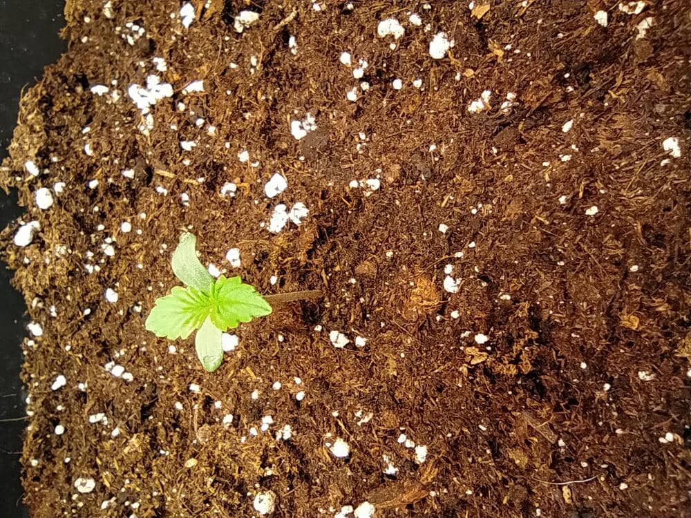 bbs-grow-diaries/week-343505-diary-343457-user-3-6751a9a574d8d