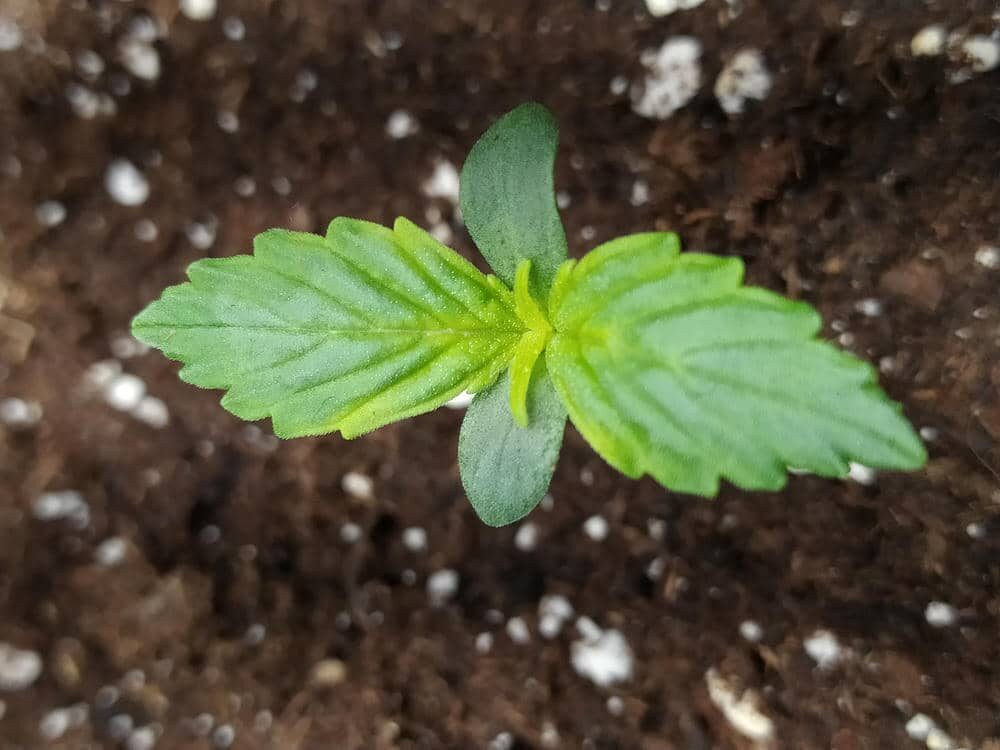 bbs-grow-diaries/week-343505-diary-343457-user-3-6751a9a7dc9c8