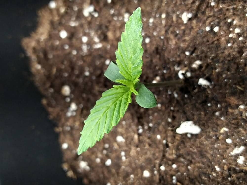 bbs-grow-diaries/week-343505-diary-343457-user-3-6751a9aa075ed