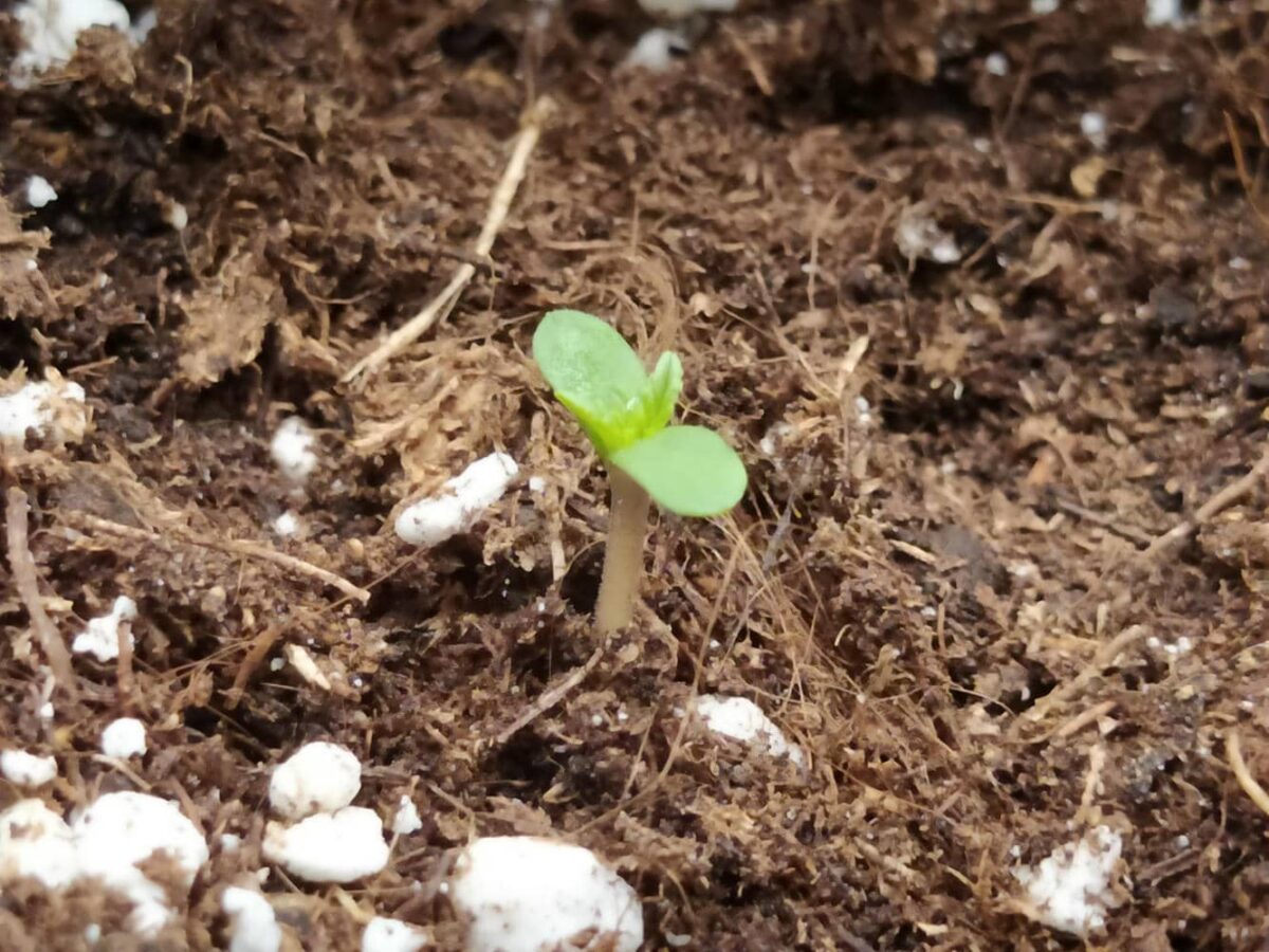 bbs-grow-diaries/week-343505-diary-343457-user-3-6751a9ac1015a