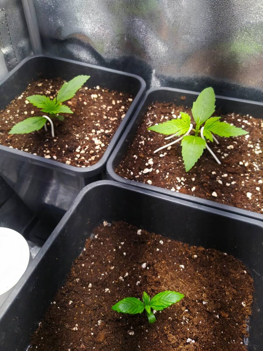 bbs-grow-diaries/week-343507-diary-343457-user-3-6751abb8722e3