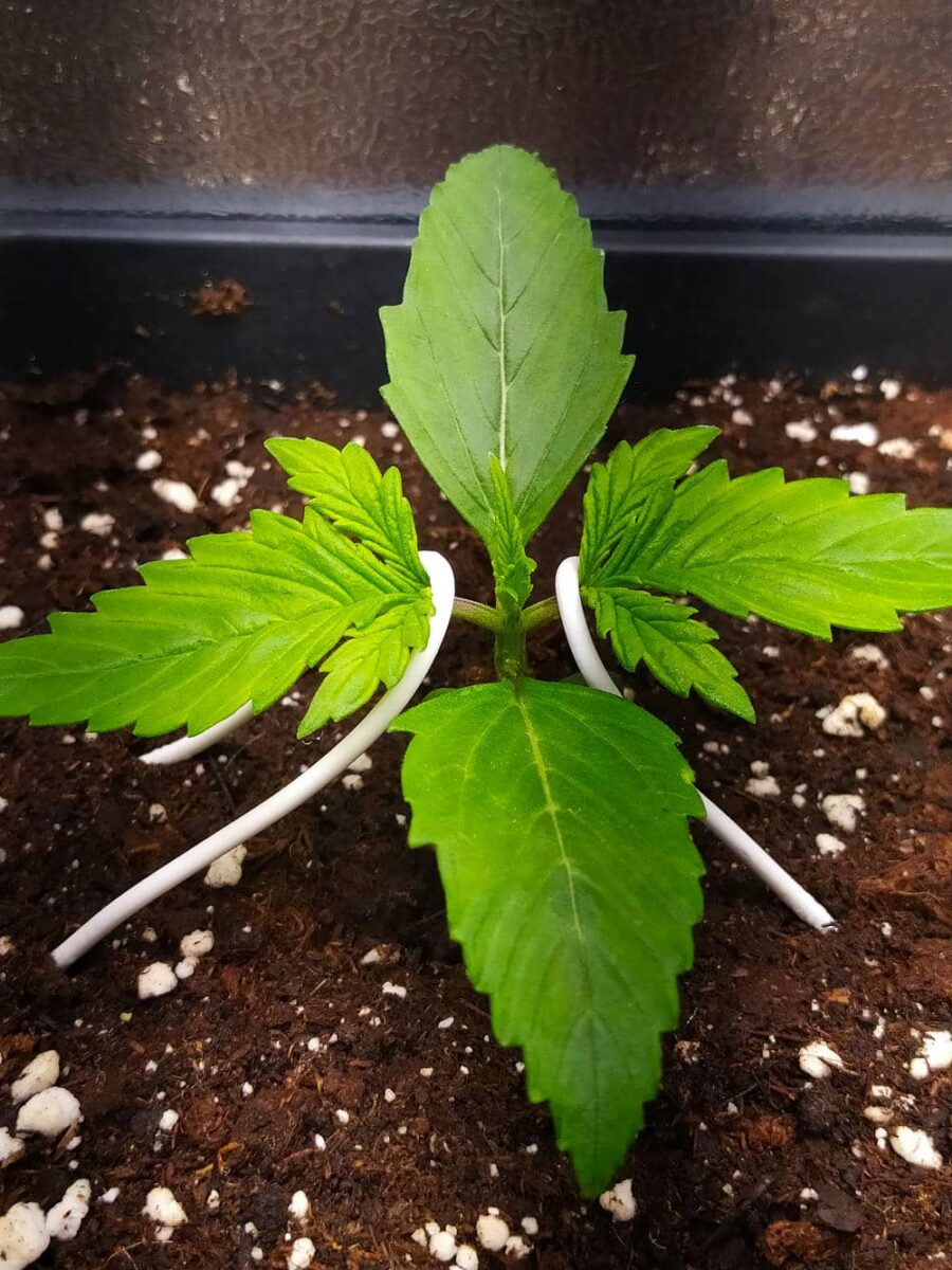 bbs-grow-diaries/week-343507-diary-343457-user-3-6751abb9ccddc