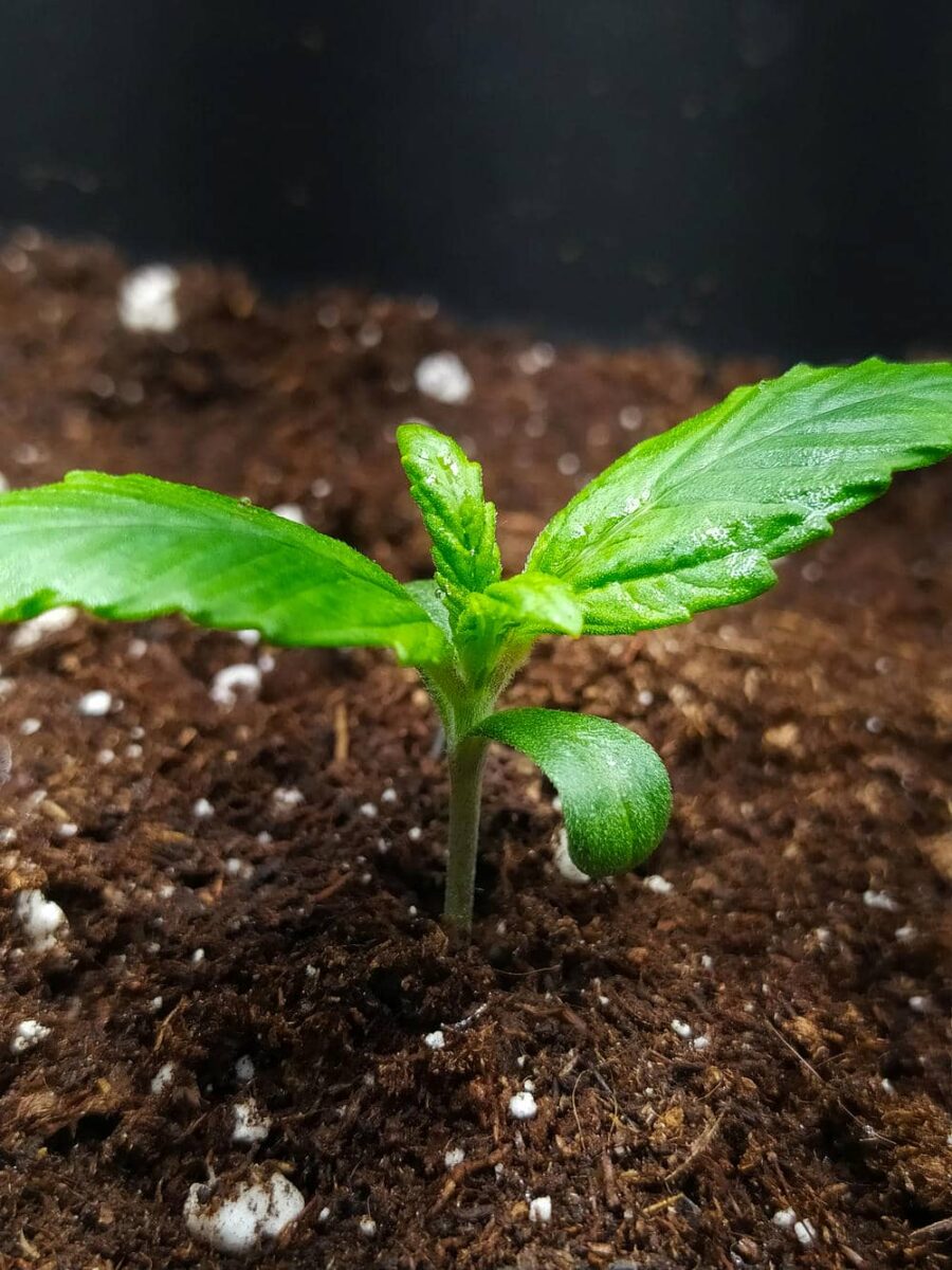 bbs-grow-diaries/week-343507-diary-343457-user-3-6751abbb18b9a