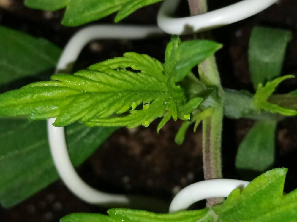 bbs-grow-diaries/week-343507-diary-343457-user-3-6751abbc5f8d1