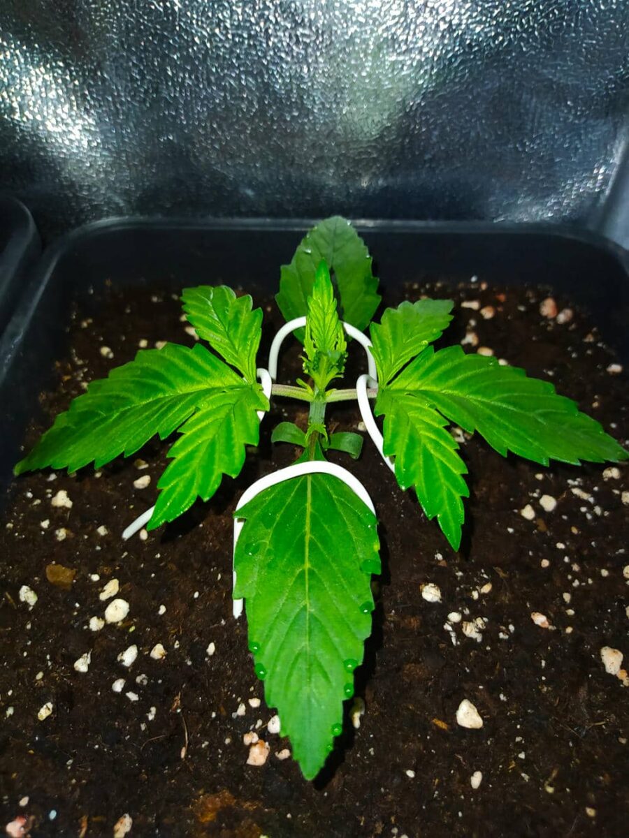 bbs-grow-diaries/week-343507-diary-343457-user-3-6751abbd4f23a