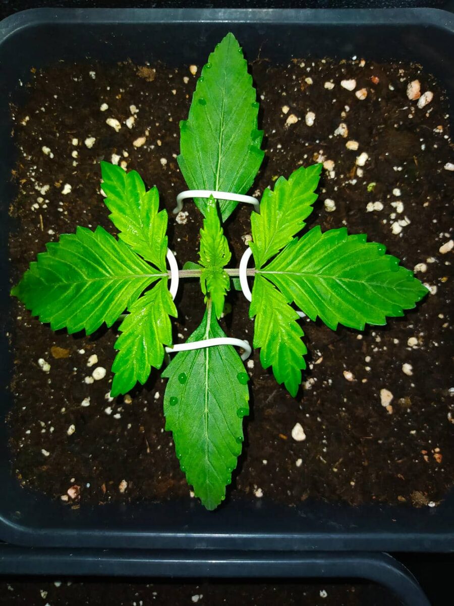 bbs-grow-diaries/week-343507-diary-343457-user-3-6751abbfbc597