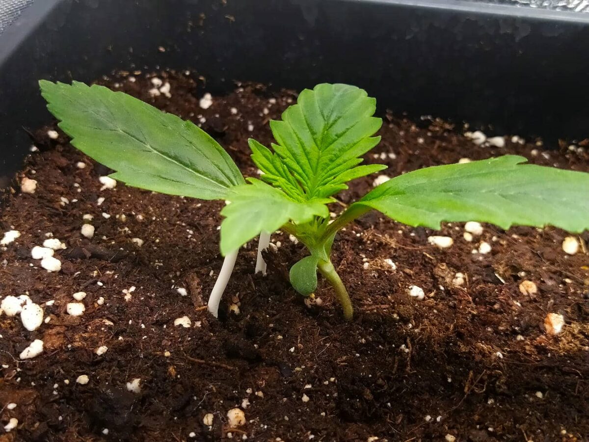 bbs-grow-diaries/week-343507-diary-343457-user-3-6751abc137907