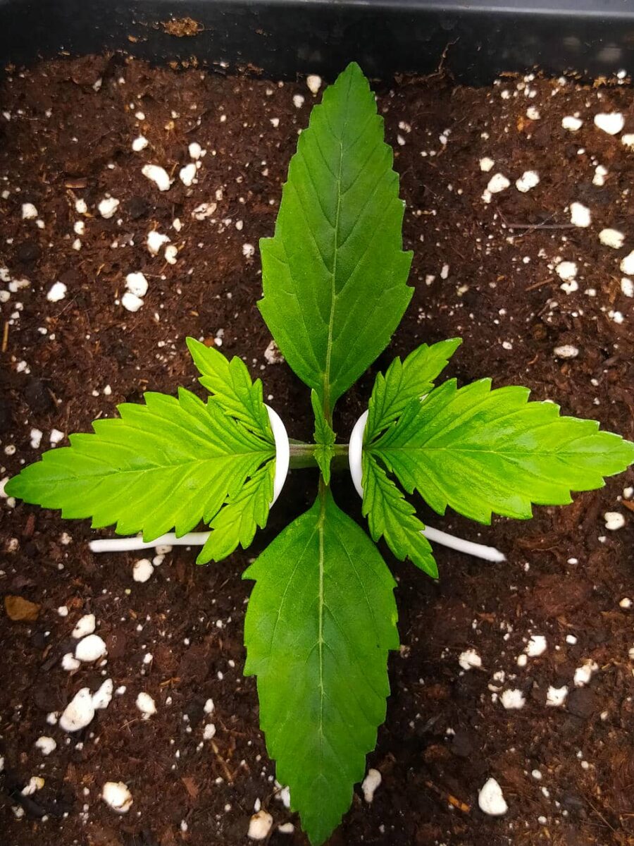 bbs-grow-diaries/week-343507-diary-343457-user-3-6751abc3eda01