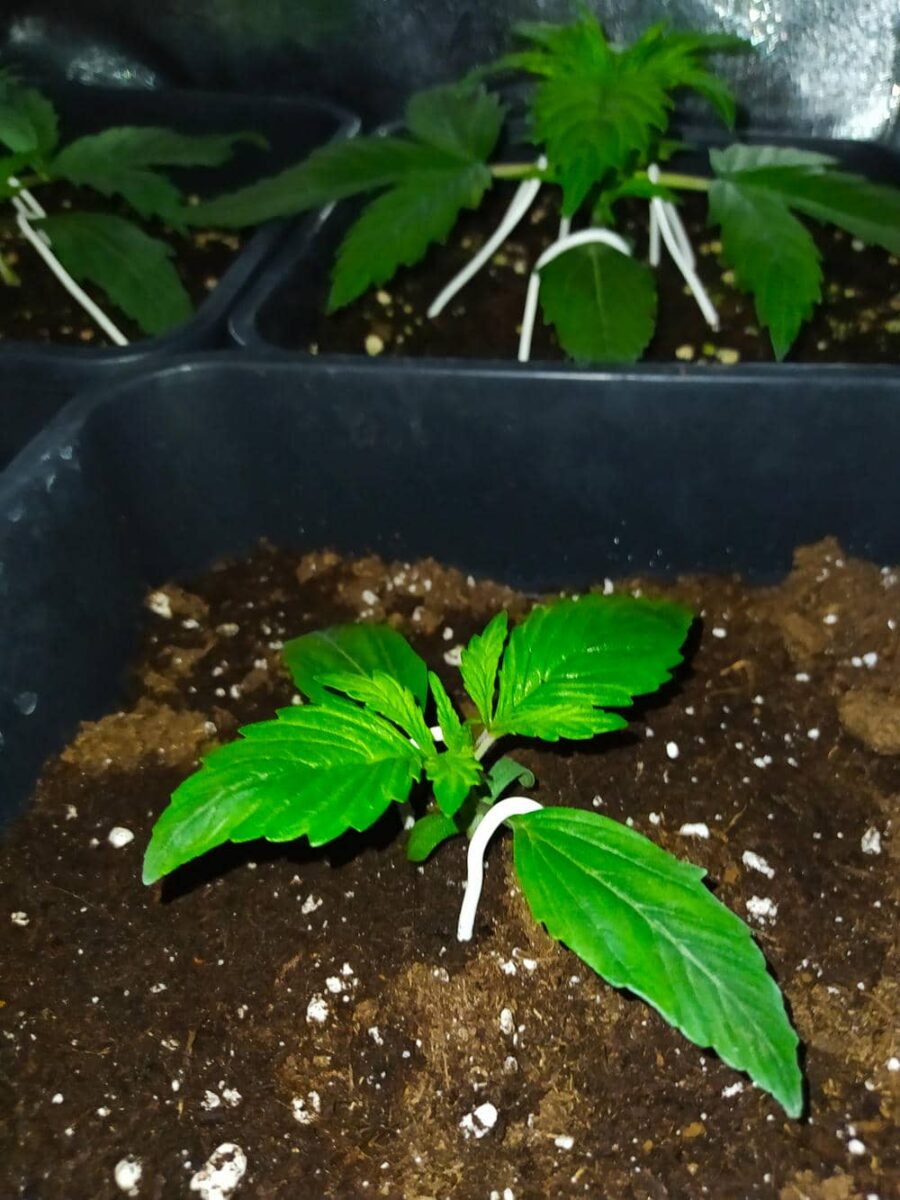 bbs-grow-diaries/week-343507-diary-343457-user-3-6751abc542435