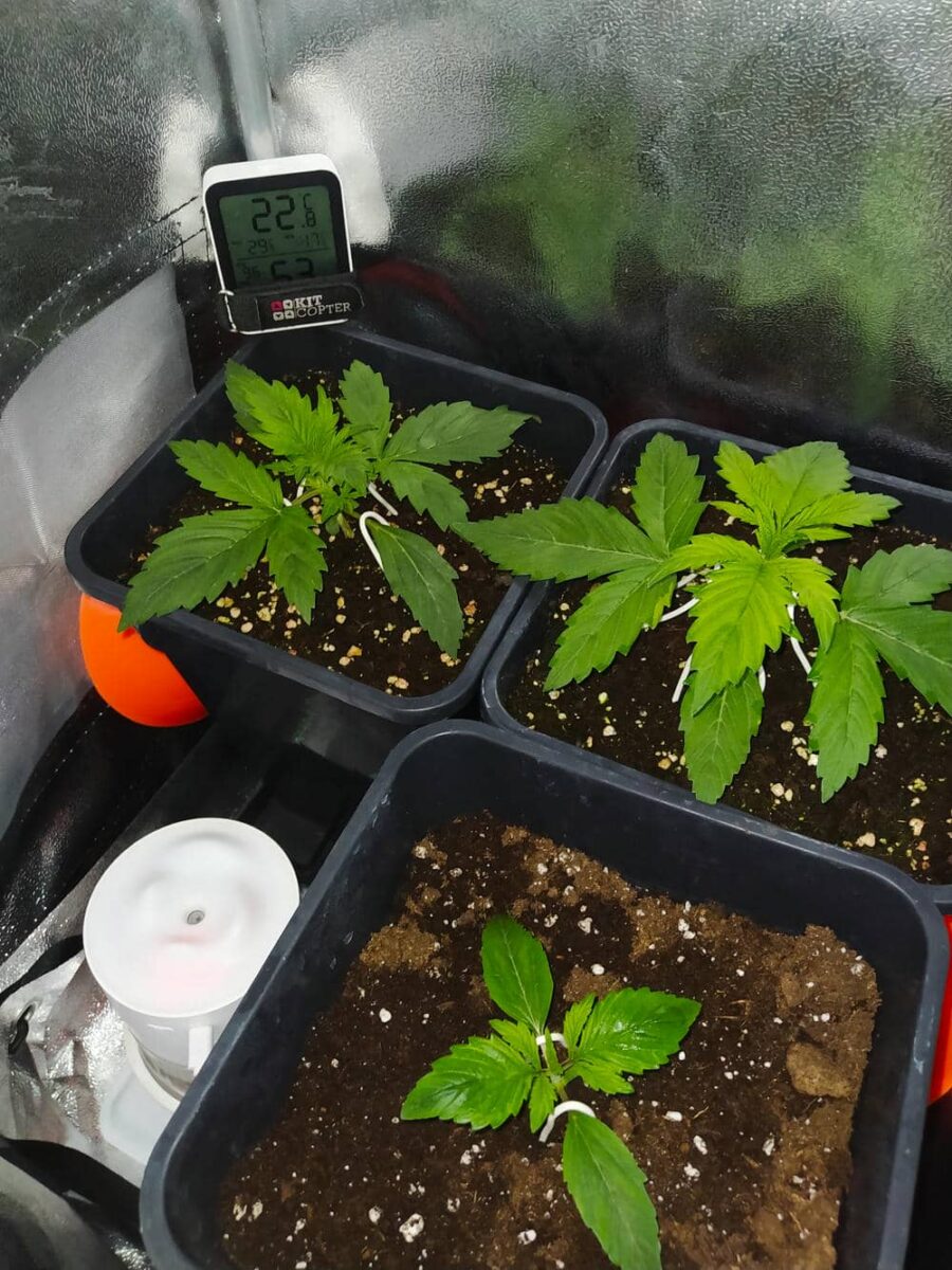 bbs-grow-diaries/week-343507-diary-343457-user-3-6751abc69d25d