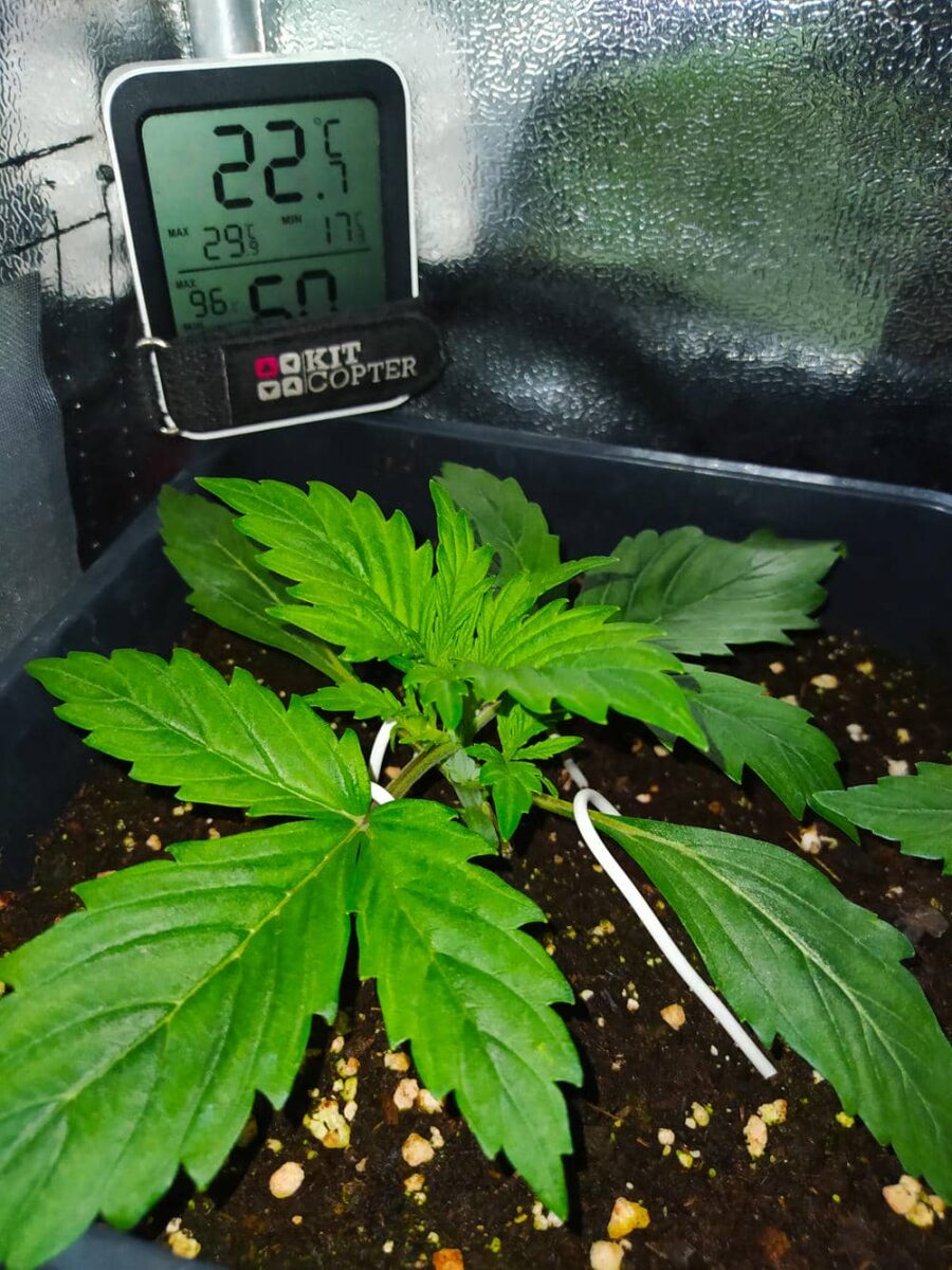 bbs-grow-diaries/week-343507-diary-343457-user-3-6751abc827460