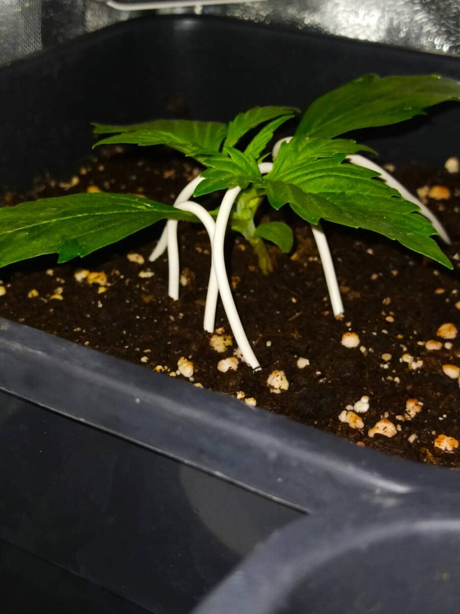 bbs-grow-diaries/week-343507-diary-343457-user-3-6751abcacd5e2