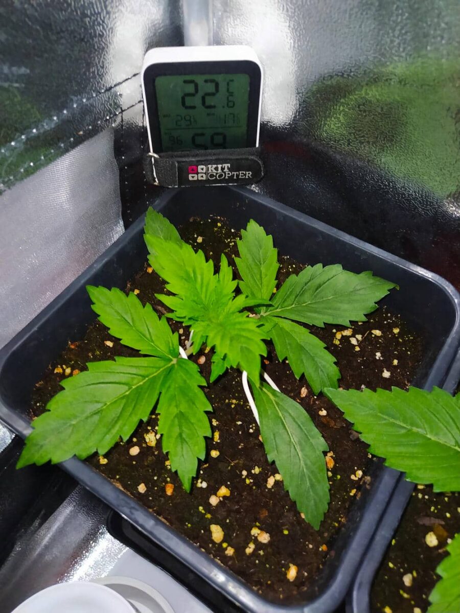 bbs-grow-diaries/week-343507-diary-343457-user-3-6751abcbed29a