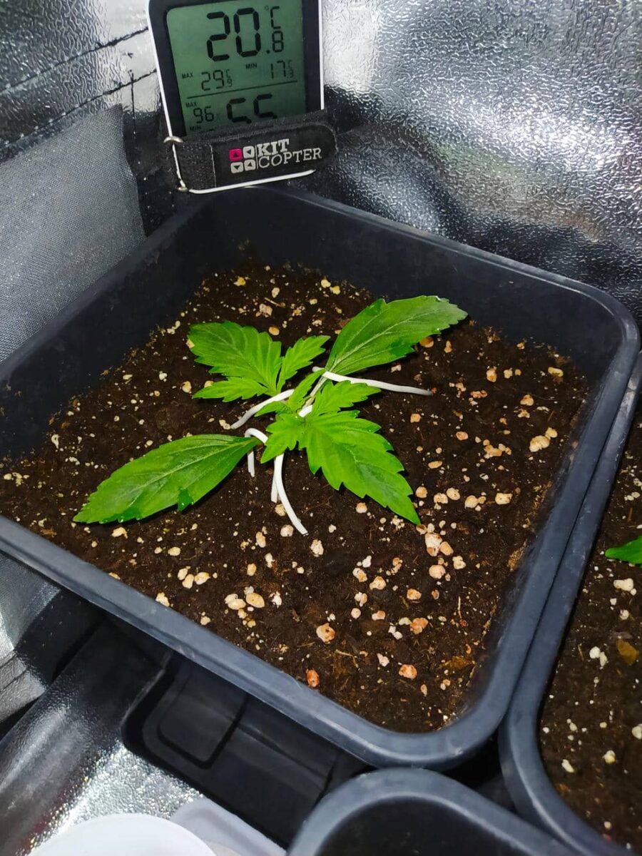 bbs-grow-diaries/week-343507-diary-343457-user-3-6751abcd4853f