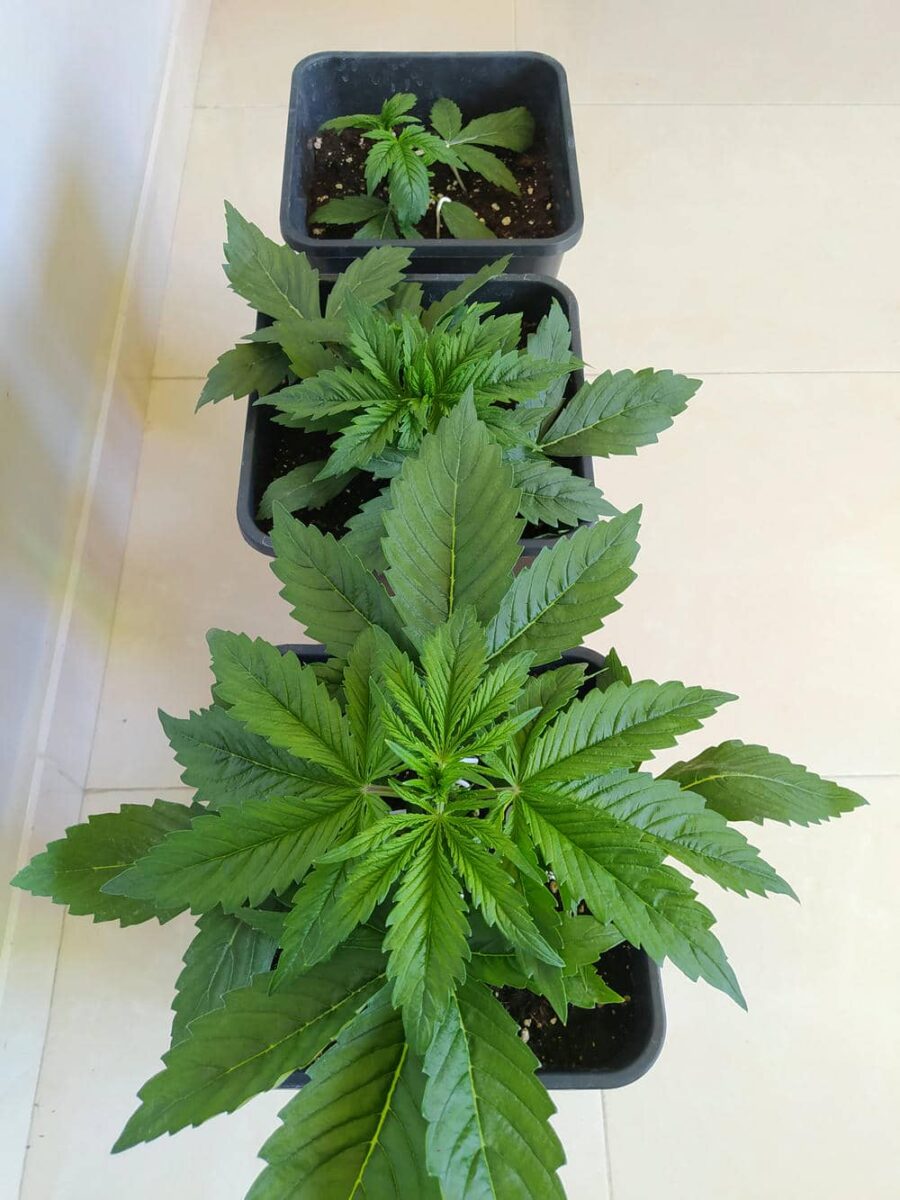 bbs-grow-diaries/week-343508-diary-343457-user-3-6751ac51a0537