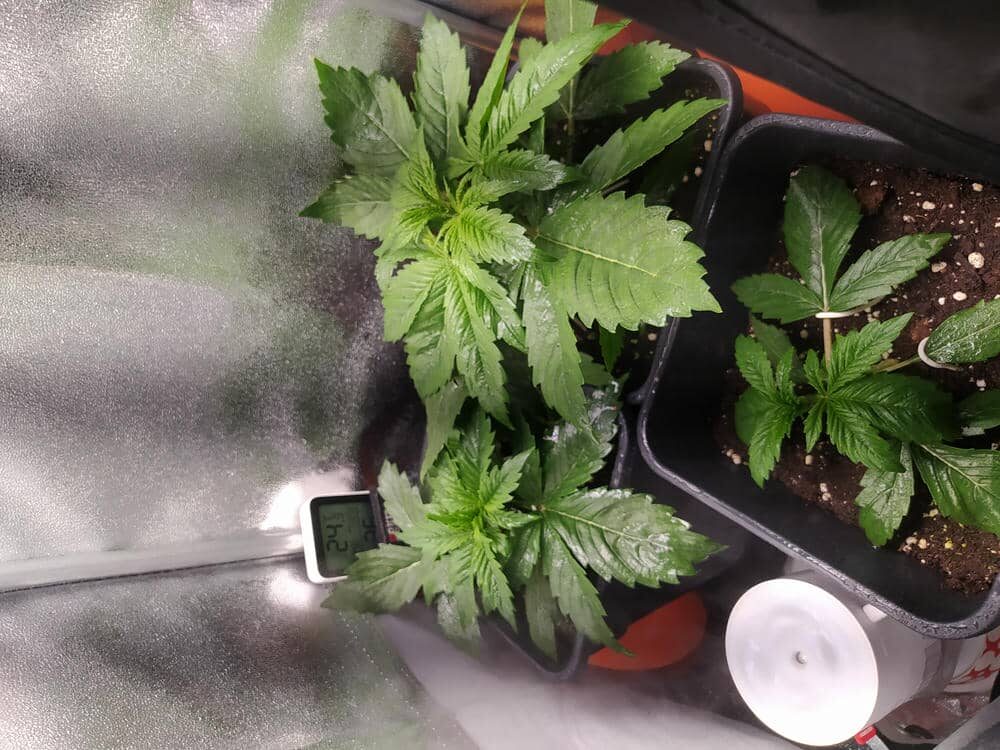 bbs-grow-diaries/week-343508-diary-343457-user-3-6751ac53b3d8a