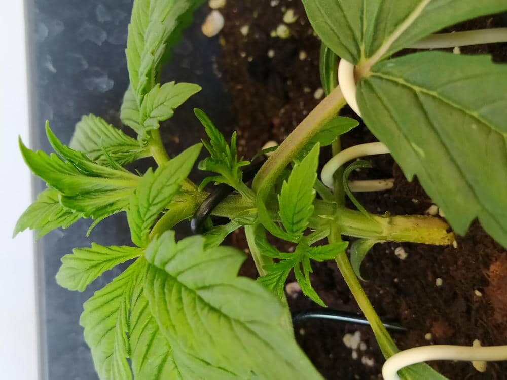 bbs-grow-diaries/week-343508-diary-343457-user-3-6751ac54e3996