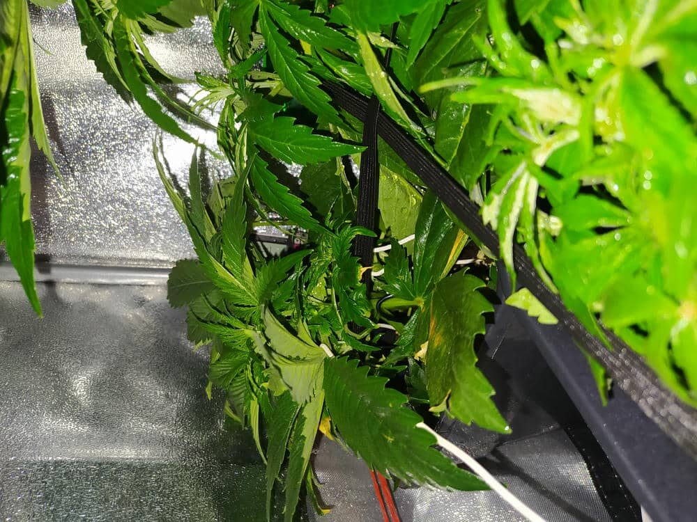 bbs-grow-diaries/week-343510-diary-343457-user-3-6751ace51ca32