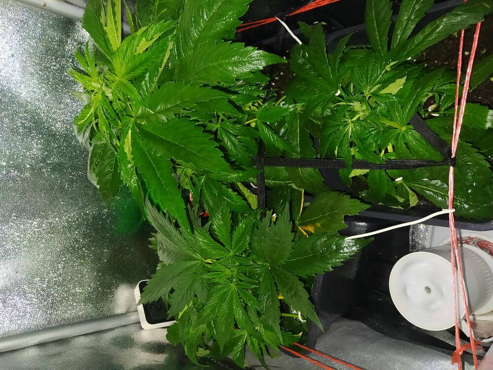 bbs-grow-diaries/week-343510-diary-343457-user-3-6751ace6bb2ba