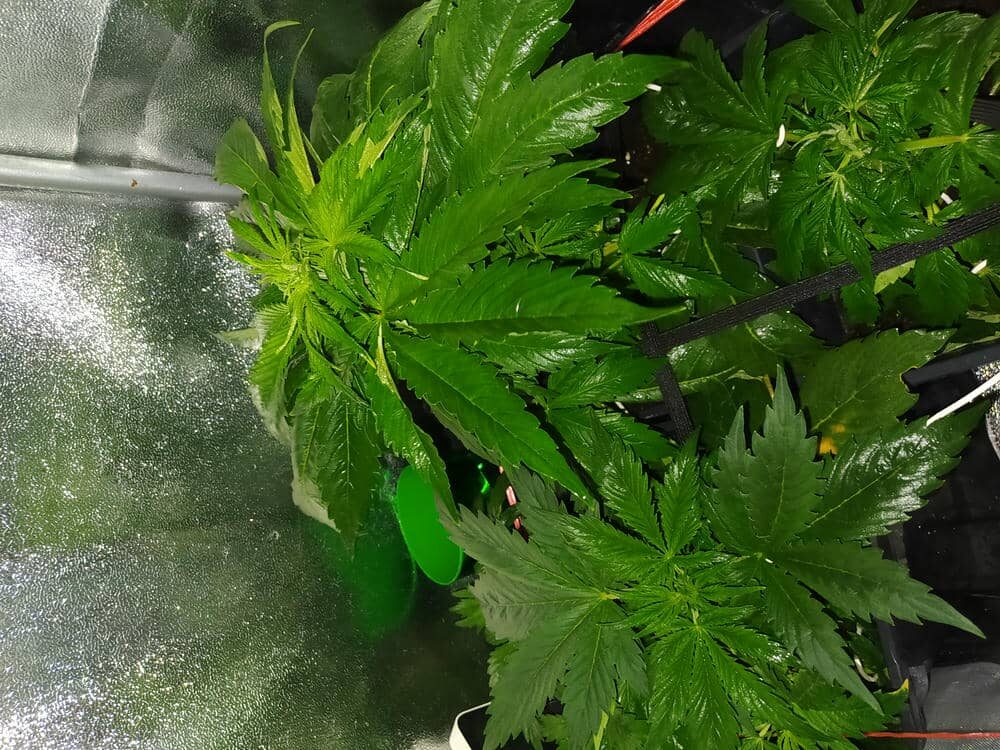 bbs-grow-diaries/week-343510-diary-343457-user-3-6751ace830075