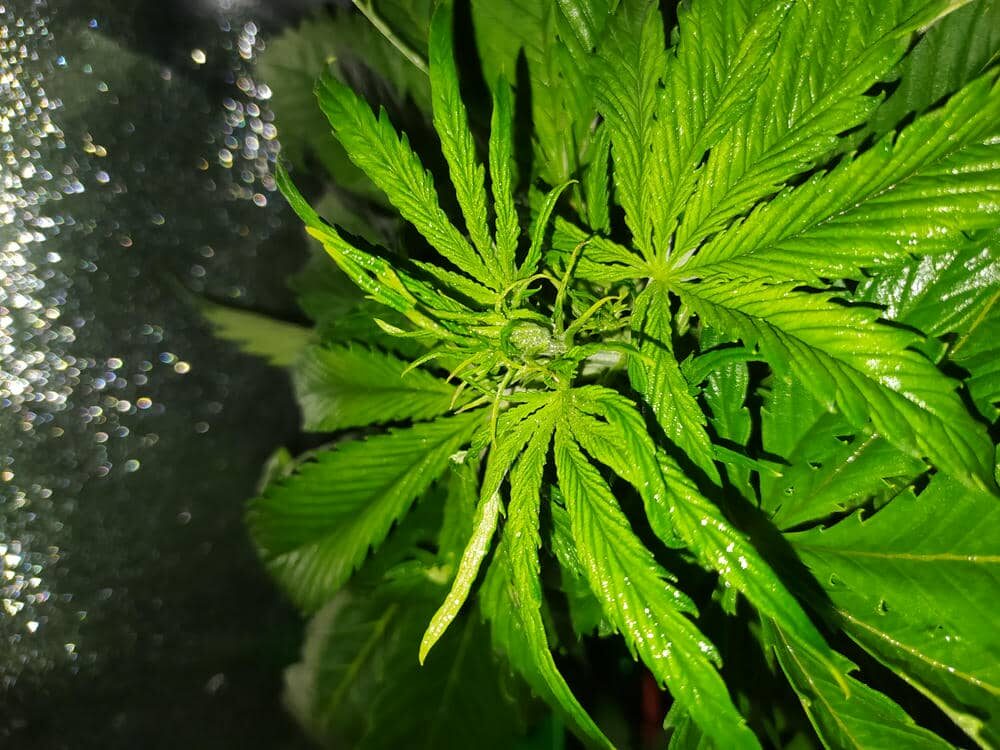 bbs-grow-diaries/week-343510-diary-343457-user-3-6751ace95e9dc