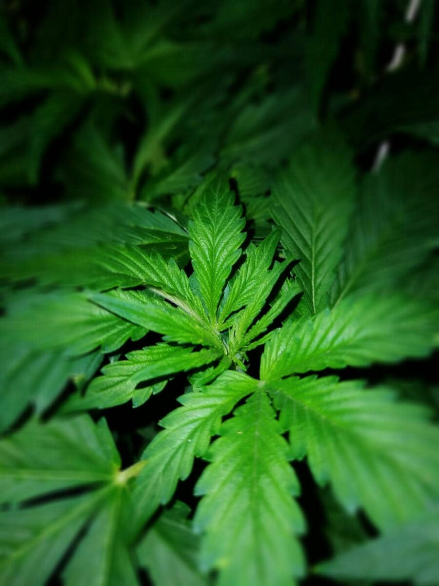 bbs-grow-diaries/week-343511-diary-343457-user-3-6751adcf3e879