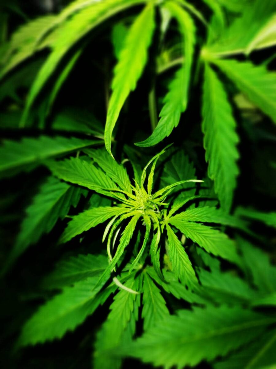 bbs-grow-diaries/week-343511-diary-343457-user-3-6751add07e165