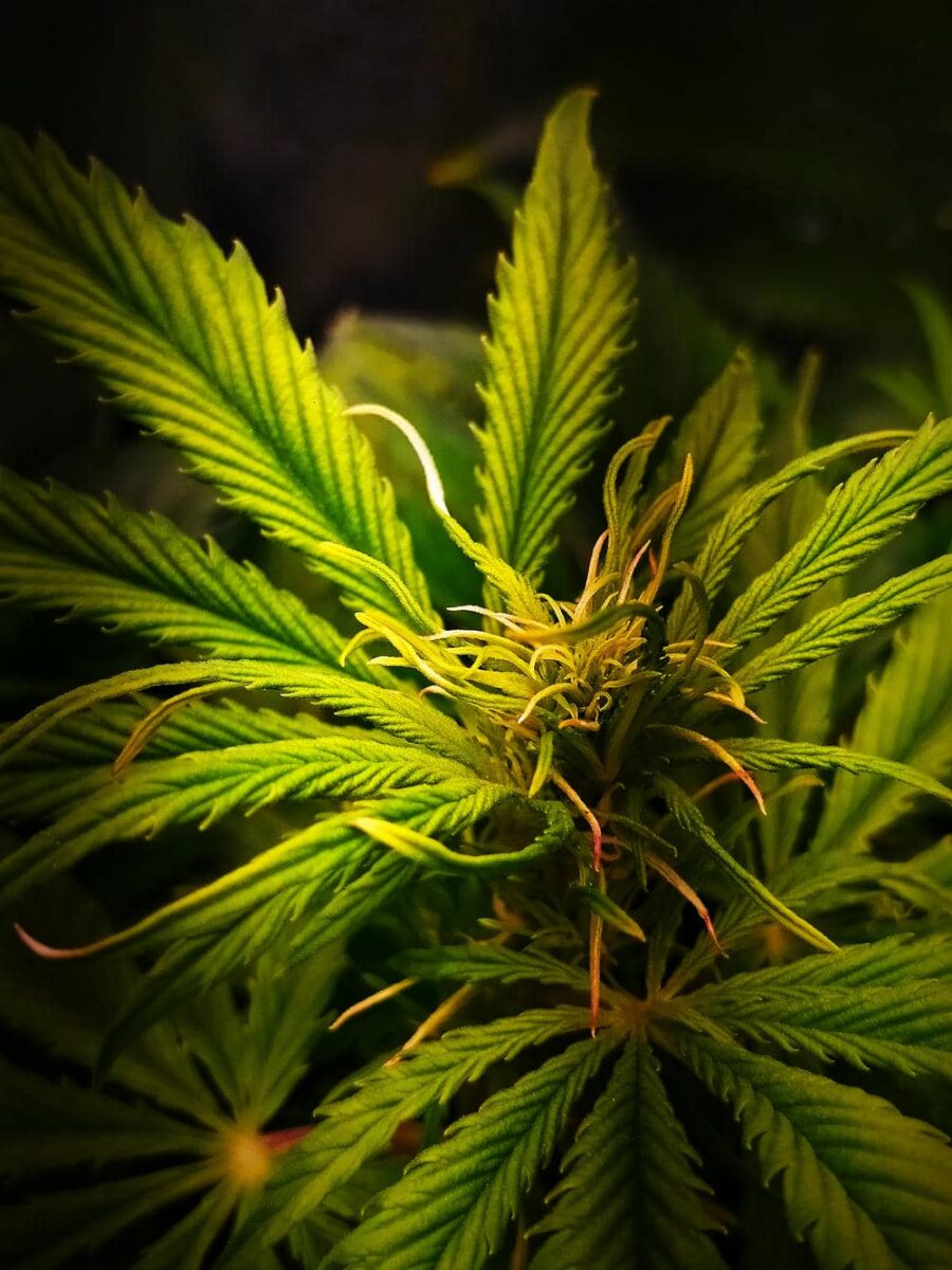 bbs-grow-diaries/week-343511-diary-343457-user-3-6751add1bc11d