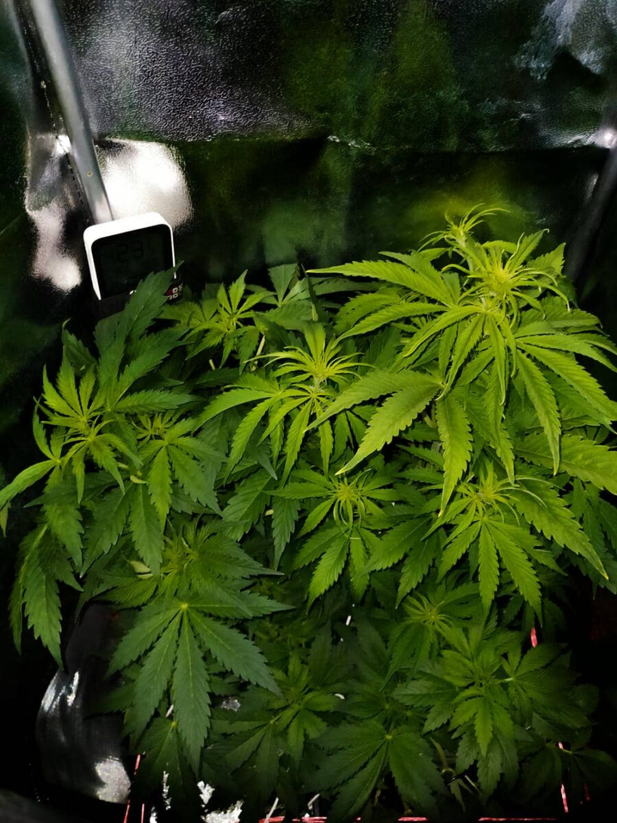 bbs-grow-diaries/week-343511-diary-343457-user-3-6751add330840