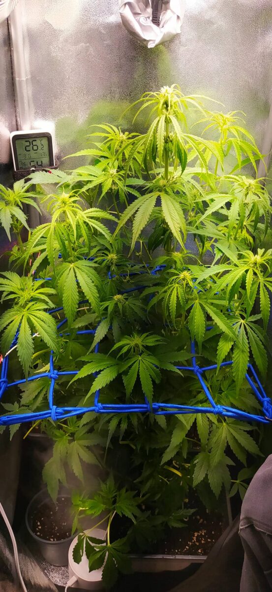 bbs-grow-diaries/week-343512-diary-343457-user-3-6751ae53c74a8