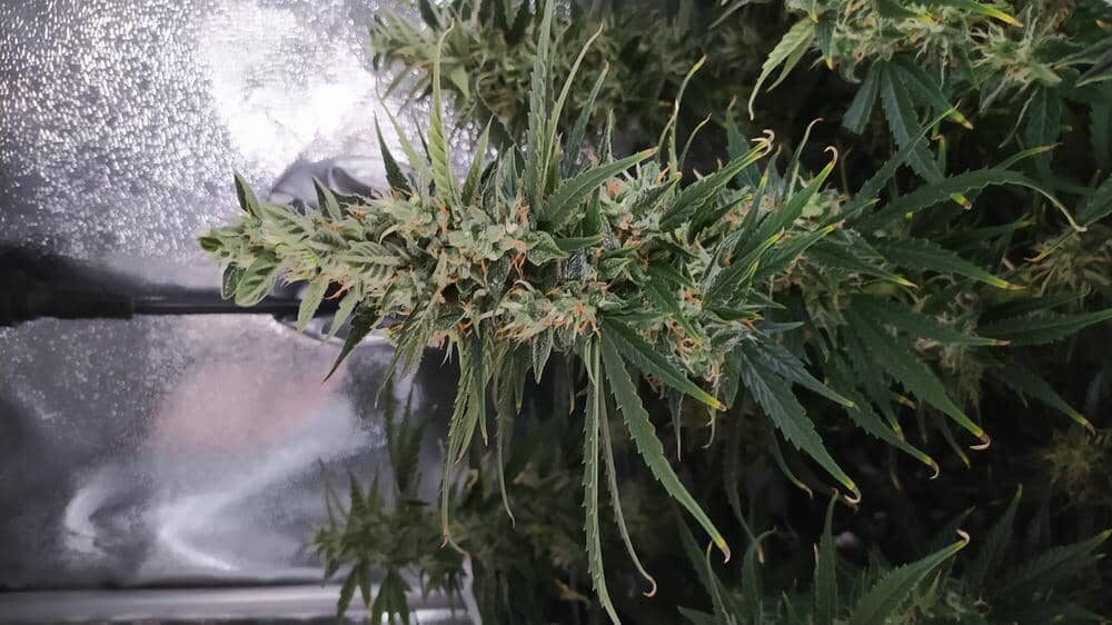 bbs-grow-diaries/week-343514-diary-343457-user-3-6751b010a2d01