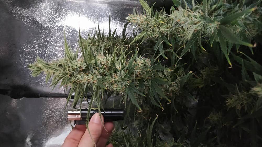 bbs-grow-diaries/week-343514-diary-343457-user-3-6751b011ac943