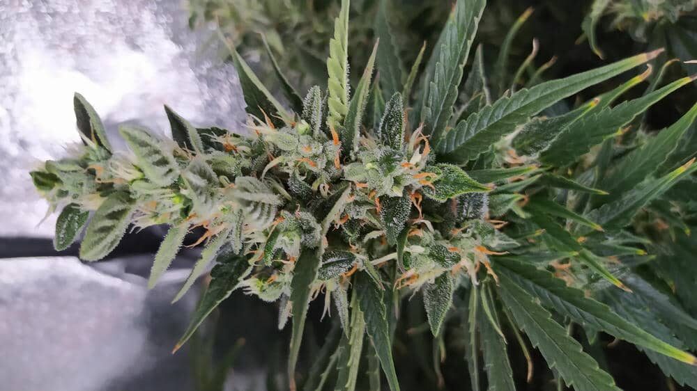 bbs-grow-diaries/week-343514-diary-343457-user-3-6751b012bf7c9