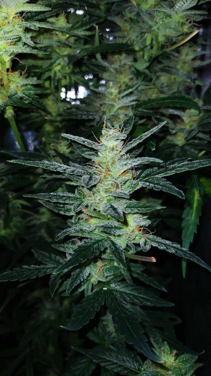 bbs-grow-diaries/week-343516-diary-343457-user-3-6751c1b6885f7