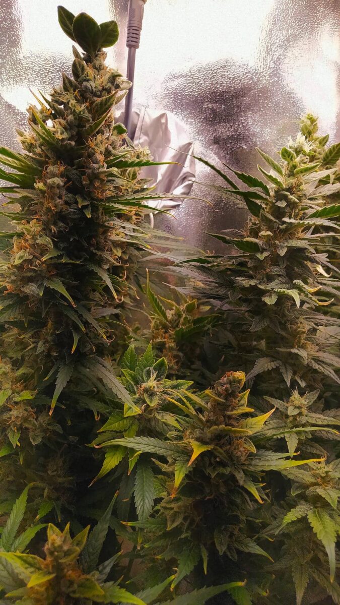 bbs-grow-diaries/week-343516-diary-343457-user-3-6751c1b8118df