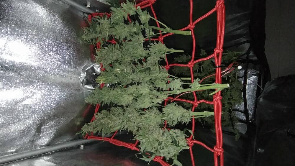 bbs-grow-diaries/week-343528-diary-343457-user-3-6751c2f8d94bc