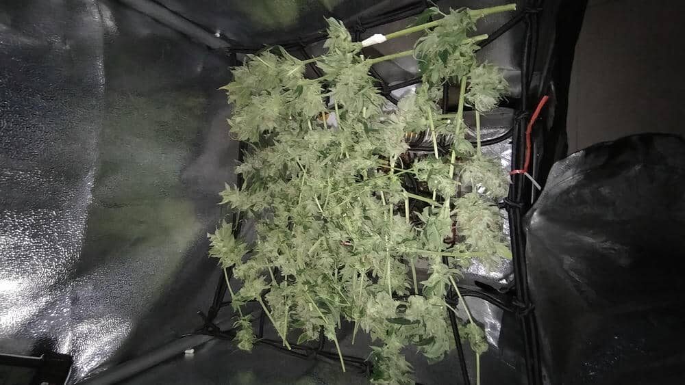 bbs-grow-diaries/week-343528-diary-343457-user-3-6751c2fa0f83b