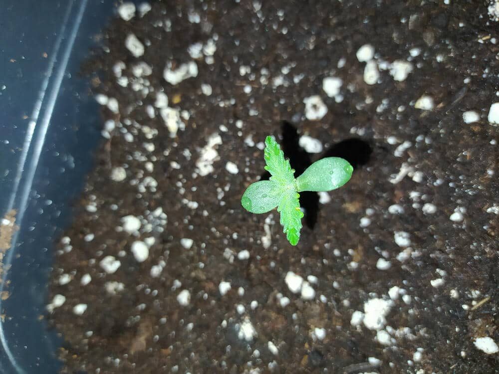 bbs-grow-diaries/week-343537-diary-343456-user-3-6751cf9fadcbb