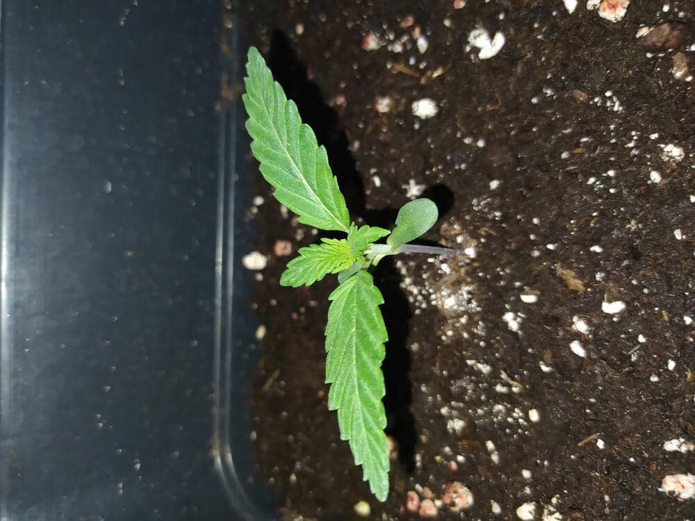 bbs-grow-diaries/week-343537-diary-343456-user-3-6751cfa0e23ac