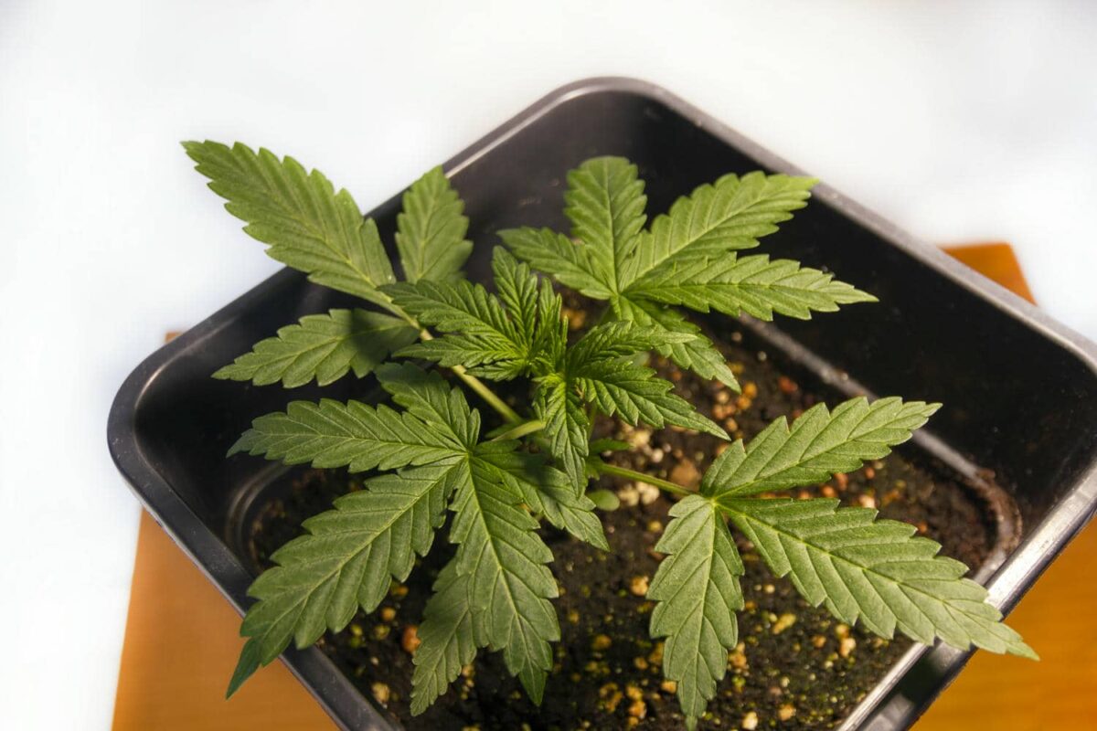 bbs-grow-diaries/week-343538-diary-343456-user-3-6751d0e0c7cd6